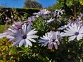 White Dimorphotheca ecklonis flowers