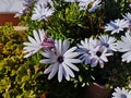 White Dimorphotheca ecklonis flowers