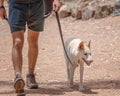 White Dingo On a Lead Royalty Free Stock Photo