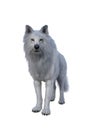 White Dire Wolf. 3d illustration isolated on white background