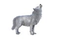 White Dire Wolf howling. 3d illustration isolated on white background Royalty Free Stock Photo