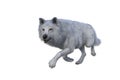 White Dire Wolf stalking. 3d illustration isolated on white background Royalty Free Stock Photo