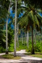 White dirt road through a beautiful palm forest