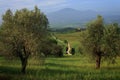 White dirt road through the olive trees