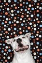 White dog against polka dot background.