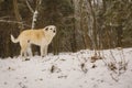 A dog alone in the woods in the winter. Snowing. A homeless animal. Humanism. Animal protection