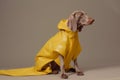 stylish dog funny pet latex concept fashion art animal colourful. Generative AI.