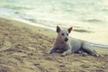 White dog on the beach koh larn Pattaya