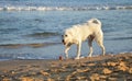 White dog at the beach with red ball