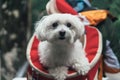 A White Dog Being Carried in a Backpack