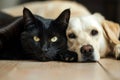 white dog and black cat looking at the camera lying together on the floor.AI generative Royalty Free Stock Photo