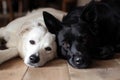 white dog and black cat looking at the camera lying together on the floor.AI generative Royalty Free Stock Photo