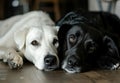 white dog and black cat looking at the camera lying together on the floor.AI generative Royalty Free Stock Photo