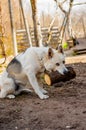 White dog with black spots builds a house of logs. Royalty Free Stock Photo