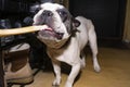 A white dog with black spots is enthusiastically gnawing a bone. Royalty Free Stock Photo