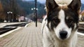 White dog with black spots. playful and hungry dog on a suburban train station amid railroad tracks and a parapet of the station, Royalty Free Stock Photo