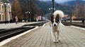 White dog with black spots. playful and hungry dog on a suburban train station amid railroad tracks and a parapet of the station, Royalty Free Stock Photo