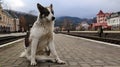 White dog with black spots. playful and hungry dog on a suburban train station amid railroad tracks and a parapet of the station, Royalty Free Stock Photo