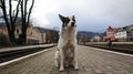 White dog with black spots. playful and hungry dog on a suburban train station amid railroad tracks and a parapet of the station, Royalty Free Stock Photo