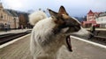 White dog with black spots. playful and hungry dog on a suburban train station amid railroad tracks and a parapet of the station, Royalty Free Stock Photo