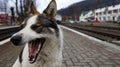 White dog with black spots. playful and hungry dog on a suburban train station amid railroad tracks and a parapet of the station, Royalty Free Stock Photo
