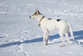 White dog with black spots sstanding on a fresh snow at sunny winter day