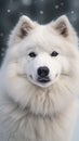 White dog with blue eyes, standing in snow. It is looking at camera and appears to be smiling or grinning. The dog\'s