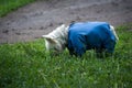 White dog in blue overalls on the lawn sniffing grass