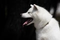 white dog breed japanese akita inu
