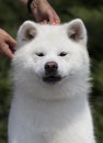 white dog breed japanese akita inu