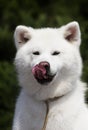 White dog breed japanese akita inu