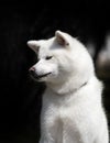 white dog breed japanese akita inu