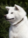 White dog breed japanese akita inu