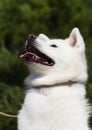 white dog breed japanese akita inu