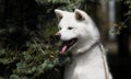 White dog breed japanese akita inu
