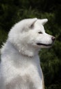 white dog breed japanese akita inu