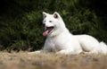 White dog breed japanese akita inu
