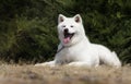 white dog breed japanese akita inu