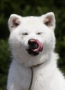 white dog breed japanese akita inu