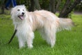 White dog breed Terrier