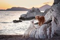 A white dog and a brown dog stand on rugged seaside rocks as the sunset Royalty Free Stock Photo