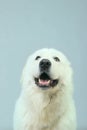 White Dog Close-Up Royalty Free Stock Photo