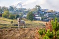 White dog with a collar around the countryside with a Smoking pipe manufacturing