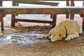 White dog with cools down under the table on a hot day Royalty Free Stock Photo