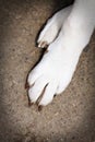 White Dog Crossed Paws