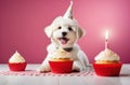 White dog with a cupcake and a candle Royalty Free Stock Photo