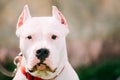 White Dog Of Dogo Argentino Also Known As The Argentine Mastiff