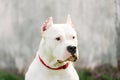 White Dog Of Dogo Argentino Also Known As The Argentine Mastiff Royalty Free Stock Photo