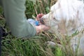 White dog drinking water from man hand on hot summer day. Thirsty dog walk in the park after running. Royalty Free Stock Photo