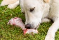 White dog eating big raw bone on the grass field Royalty Free Stock Photo